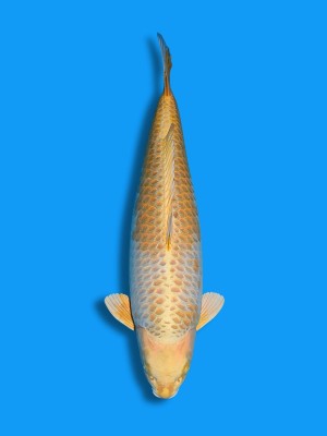 Kogane Ochiba | Koi&Co. Kogane Ochiba | Koi&Co.